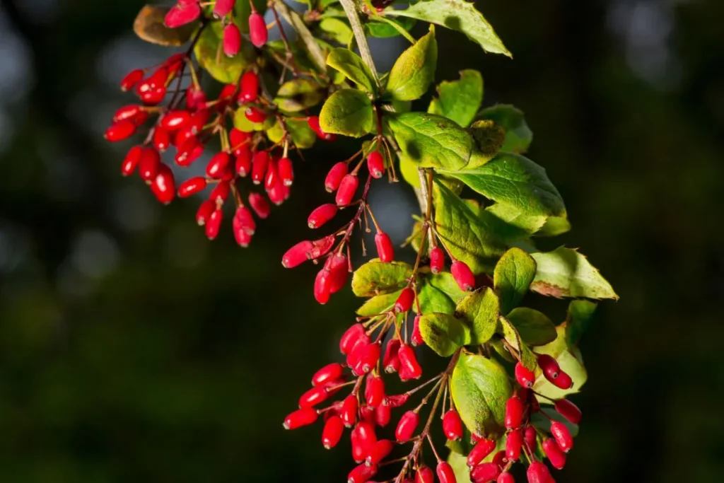 close up of European Barberry