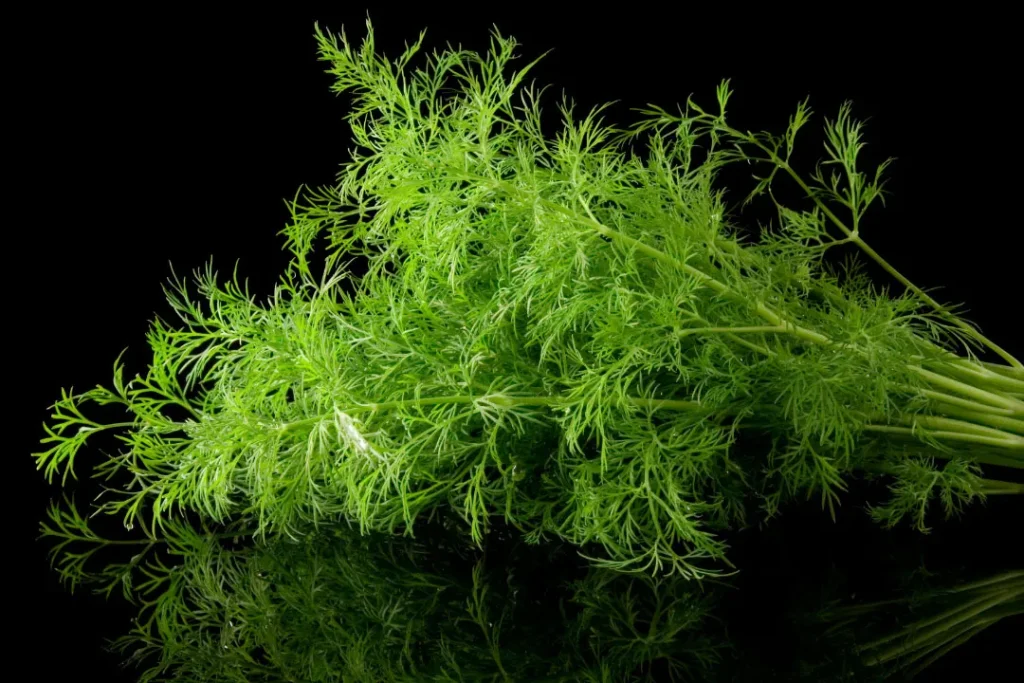 Dill on black background