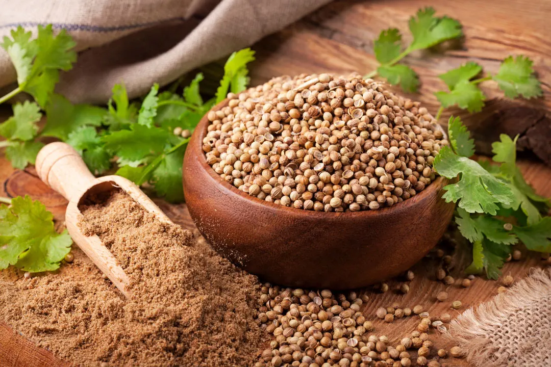 Coriander Benefits, Dosage, Side Effects, Drug Interactions, and Other