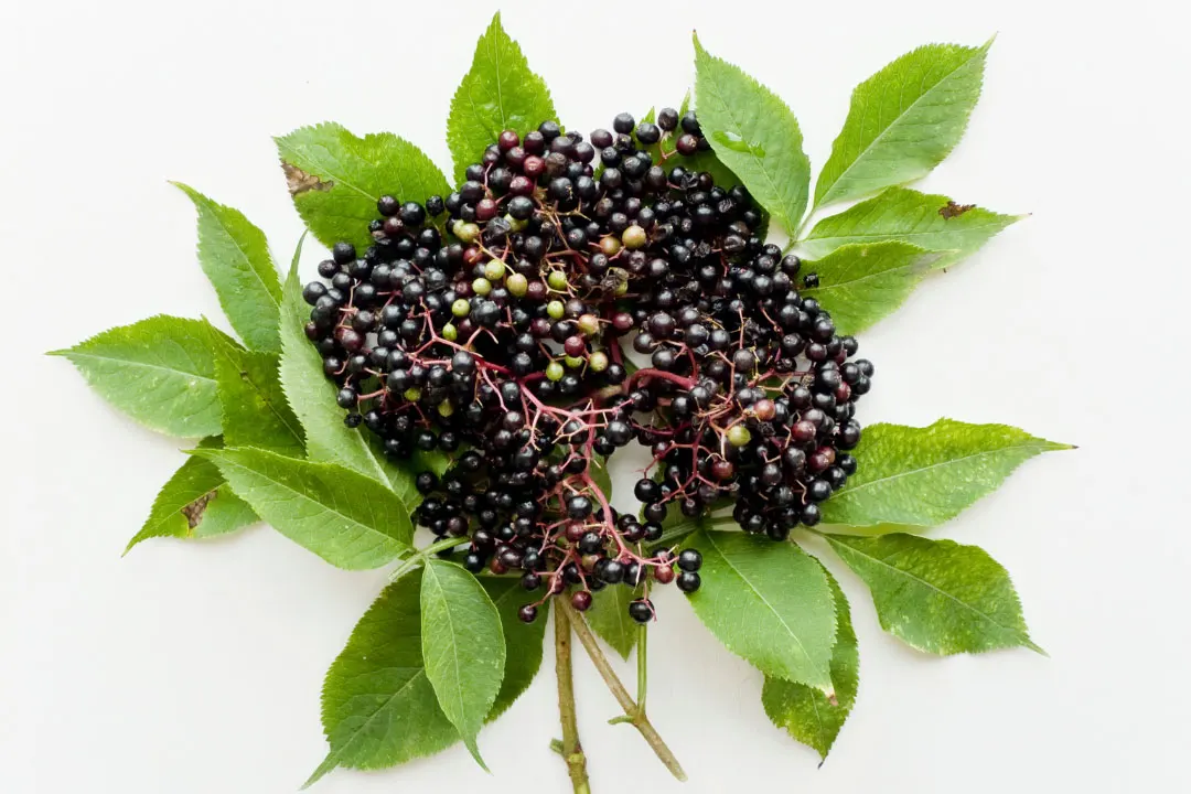 Elderberry Benefits, Dosage, Side Effects, Drug Interactions, and