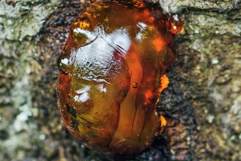 Resin produced by tree. 
