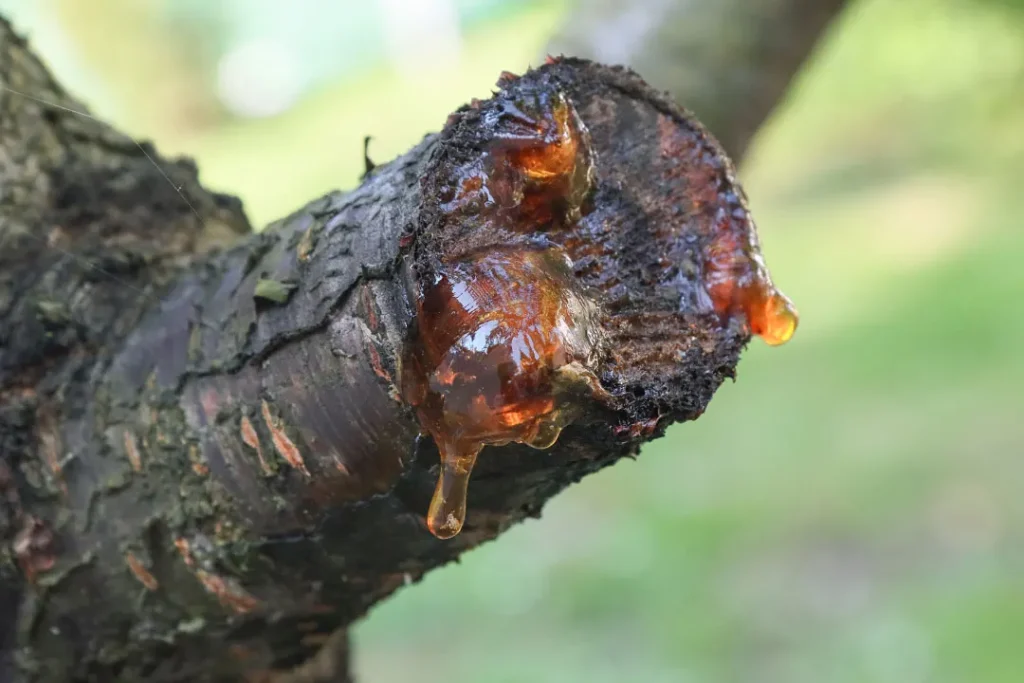 Resin produced by plant. 