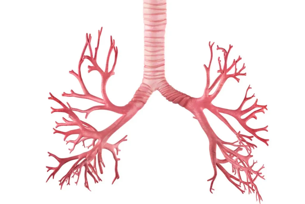 Lungs are the part of respiratory system. 