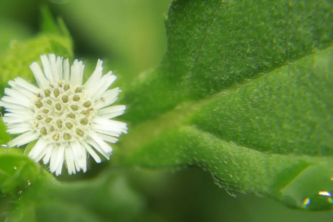 False Unicorn Benefits, Dosage, Side Effects, Drug Interactions, and