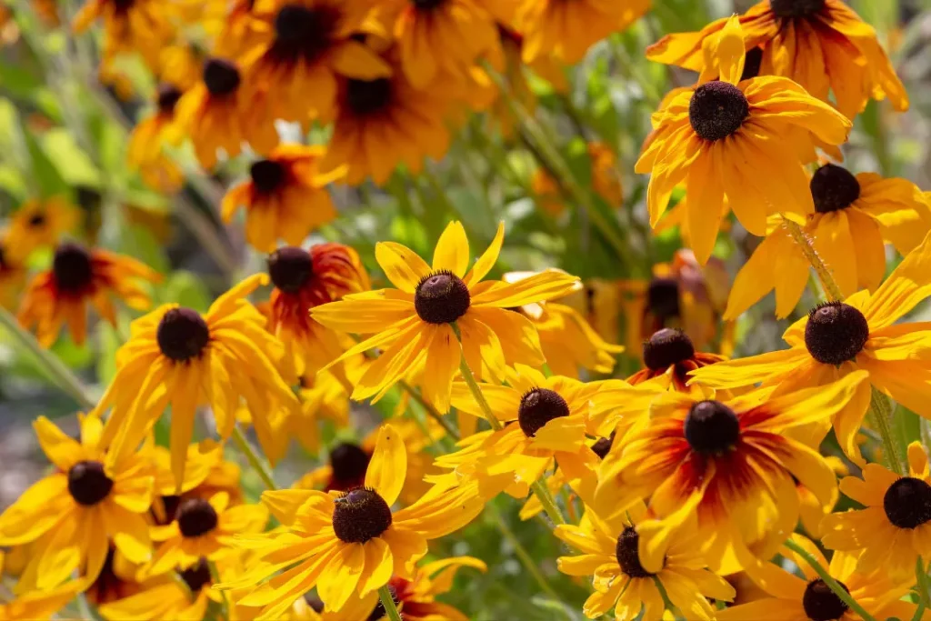 close up of Danshen yellow flowers