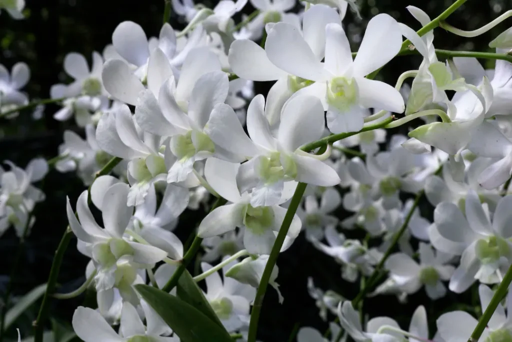 white dendrobium flowers