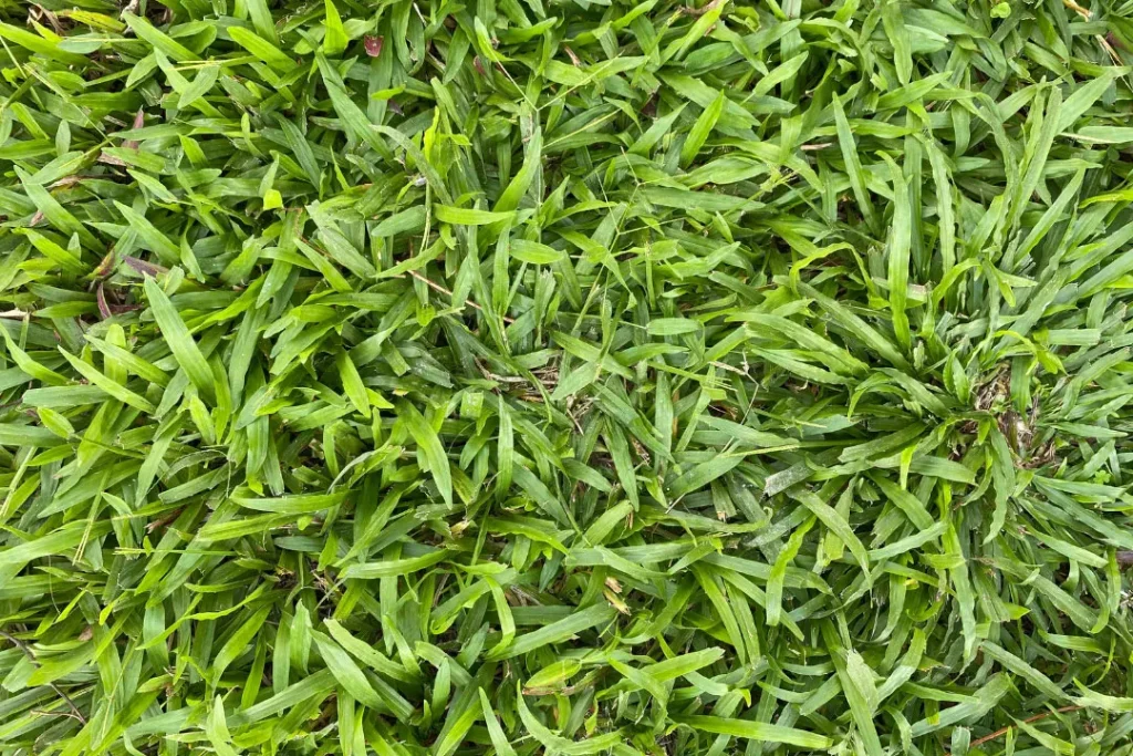 close up shot of Deer Tongue grass