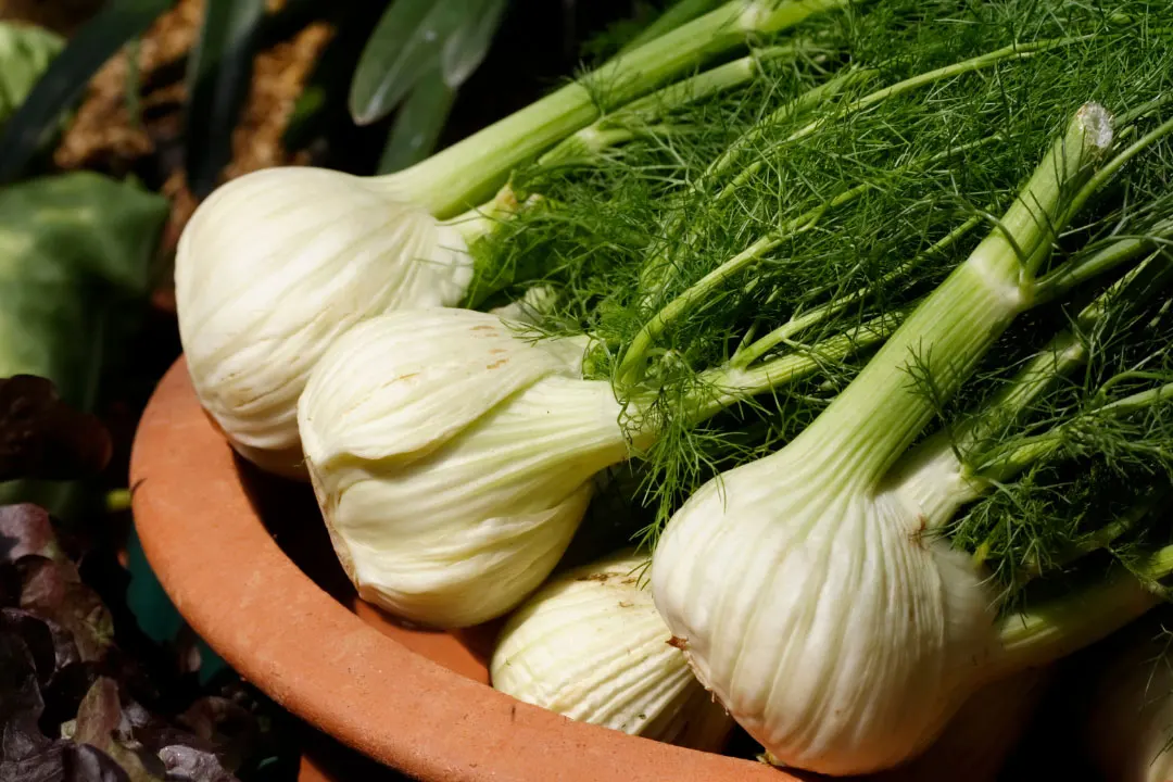 Fennel Benefits, Dosage, Side Effects, Drug Interactions, and Other
