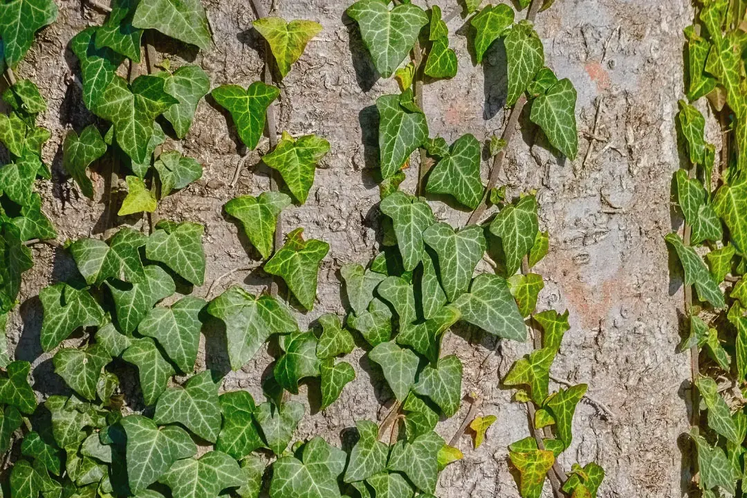 English Ivy: Benefits, Dosage, Side Effects, Drug Interactions, and ...