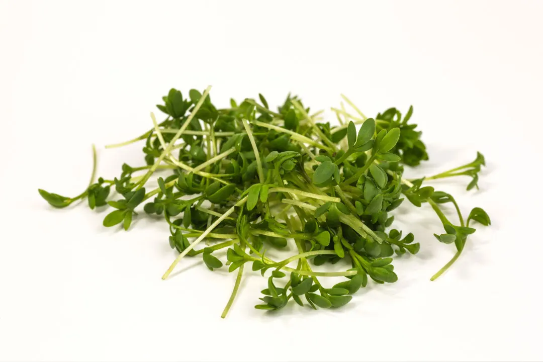 Garden Cress Benefits, Dosage, Side Effects, Drug Interactions, and