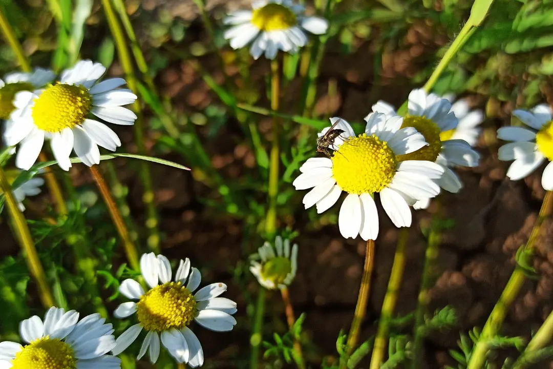 German Chamomile Benefits, Dosage, Side Effects, Drug Interactions