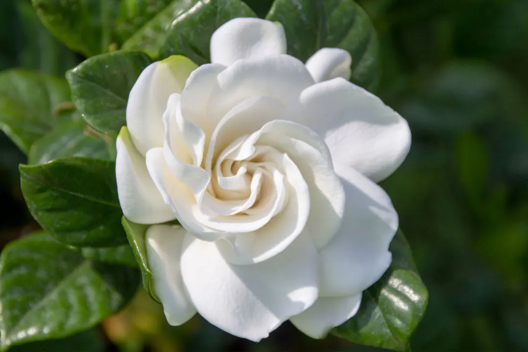 Gardenia Benefits, Dosage, Side Effects, Drug Interactions, and Other