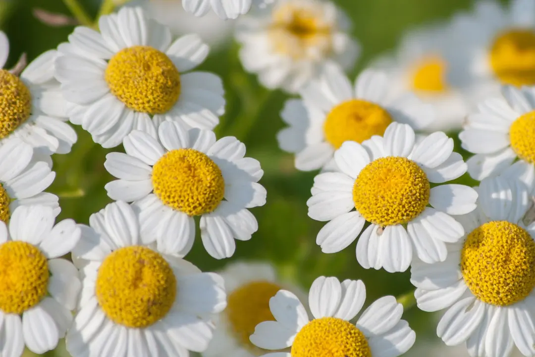 Feverfew Benefits, Dosage, Side Effects, Drug Interactions, and Other Important Information