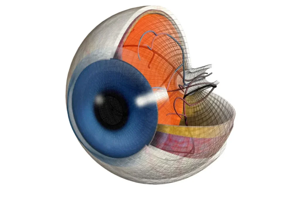 Retina structure. 