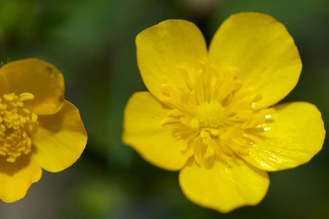 Bulbous Buttercup Benefits, Dosage, Side Effects, Drug Interactions