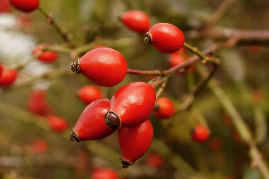 Cherokee Rosehip Benefits, Dosage, Side Effects, Drug Interactions