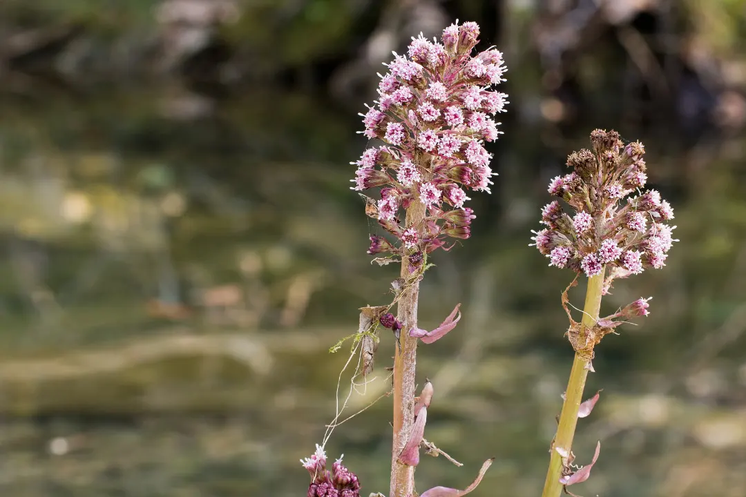 Butterbur Benefits, Dosage, Side Effects, Drug Interactions, and Other