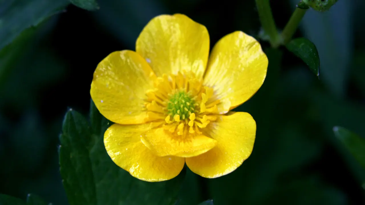 Buttercup Benefits, Dosage, Side Effects, Drug Interactions, and Other