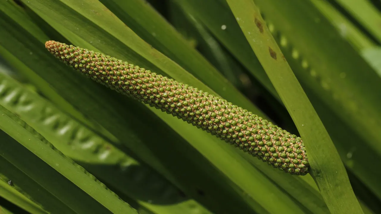 Calamus Benefits, Dosage, Side Effects, Drug Interactions, and Other