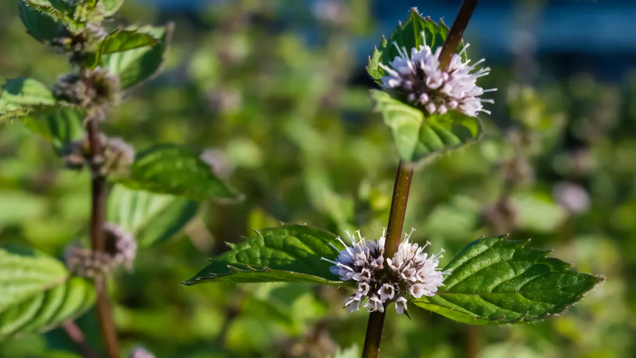 Wild Mint Benefits, Dosage, Side Effects, Drug Interactions, And Other