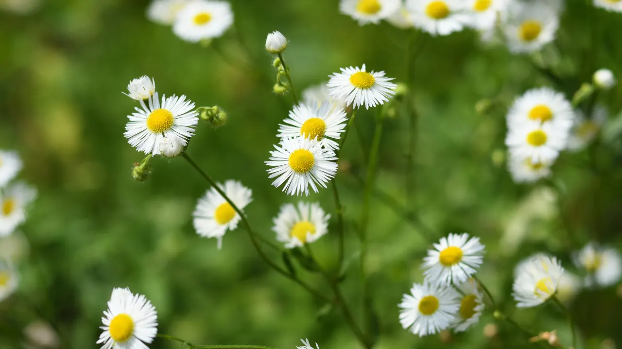 Wild Daisy: Benefits, Dosage, Side Effects, Drug Interactions, And ...