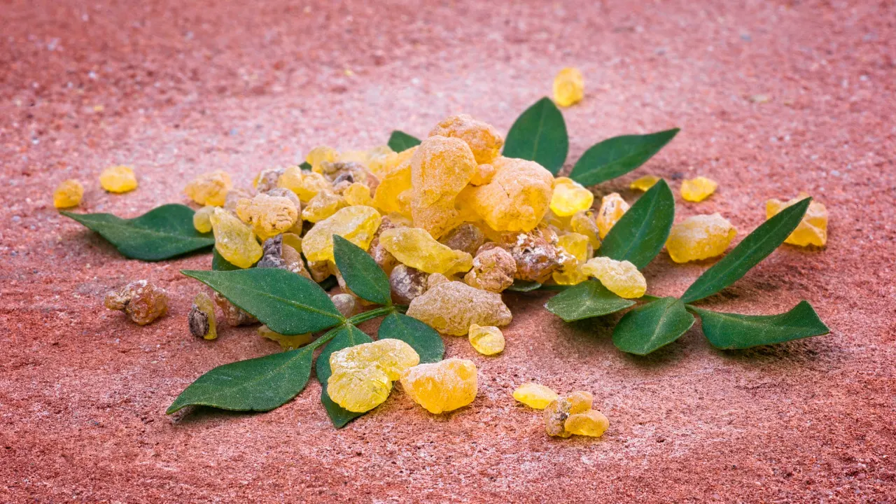 Boswellia: Benefits, Dosage, Side Effects, Drug Interactions, And Other ...