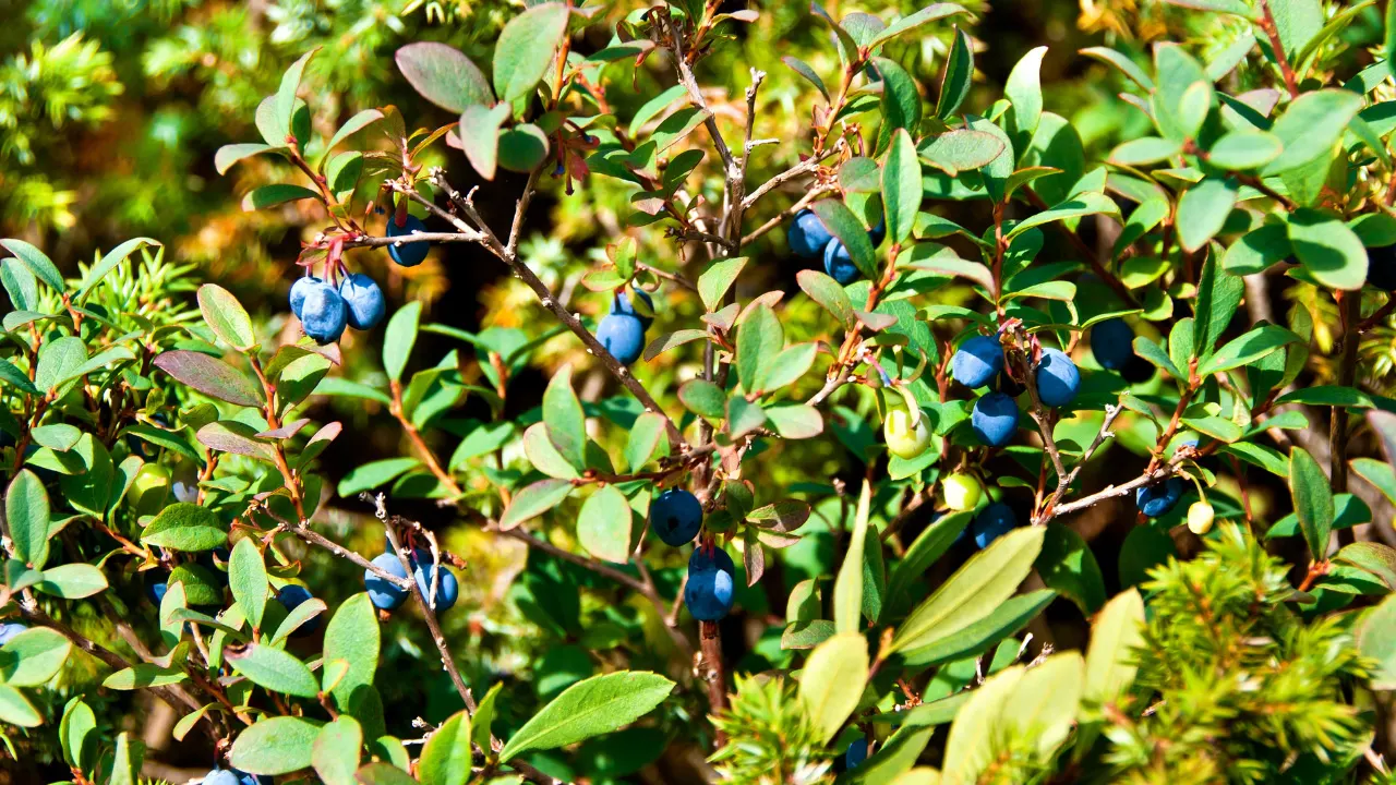 Bog Bilberry Benefits, Dosage, Side Effects, Drug Interactions, and