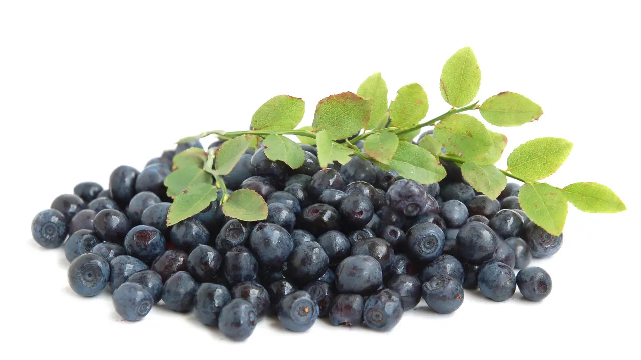Bilberries: Benefits, Dosage, Side Effects, Drug Interactions, and ...