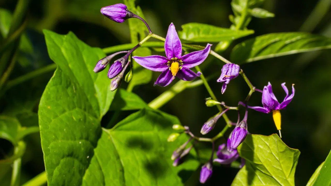Bittersweet Nightshade Benefits, Dosage, Side Effects, Drug