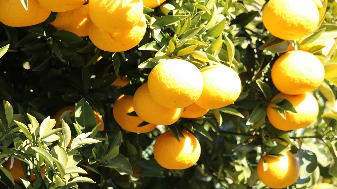 Bitter Orange Benefits, Dosage, Side Effects, Drug Interactions, and