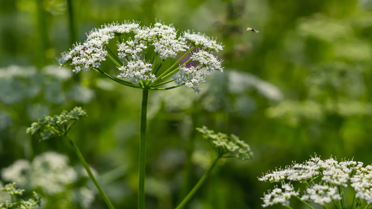Weed Benefits, Dosage, Side Effects, Drug Interactions, and