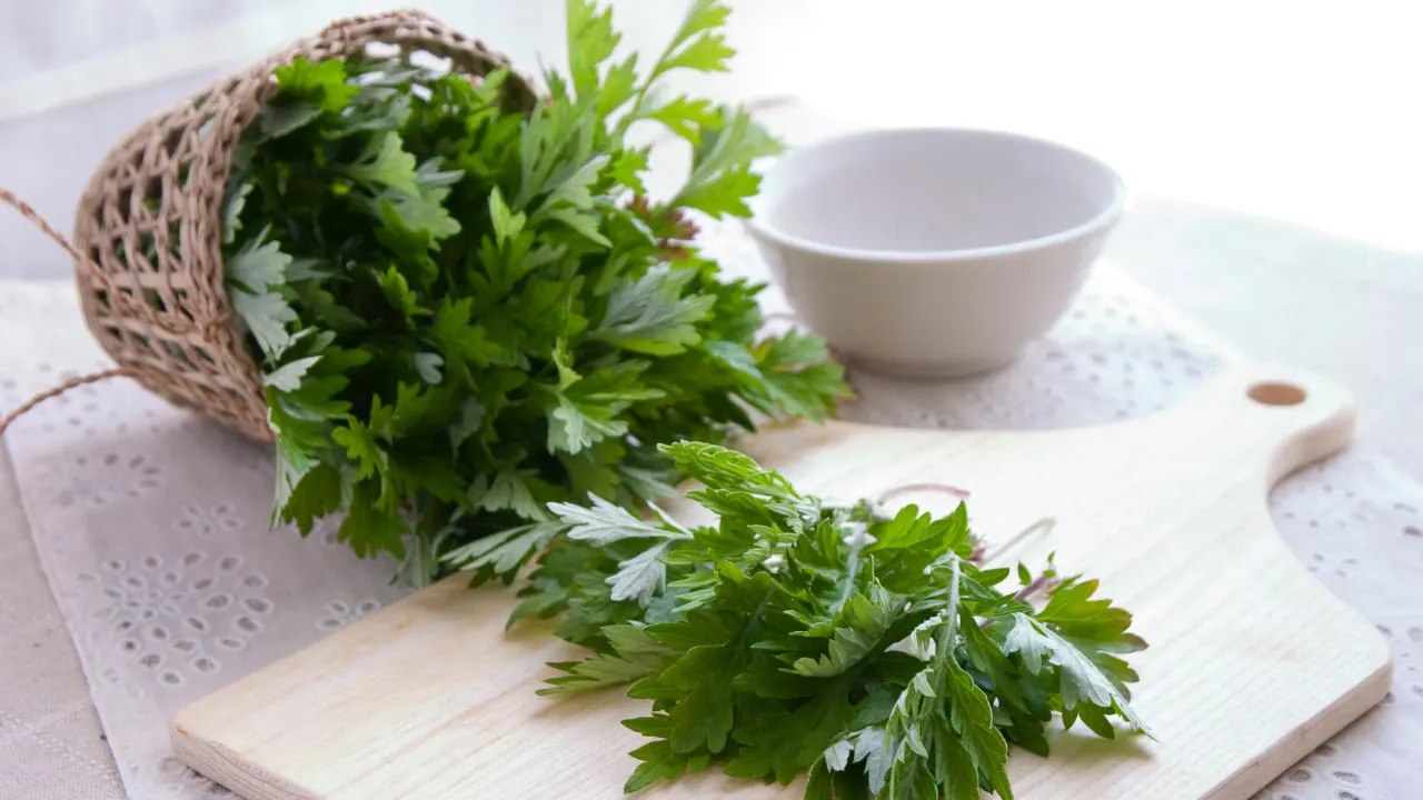 Wormwood Benefits, Dosage, Side Effects, Drug Interactions, and Other