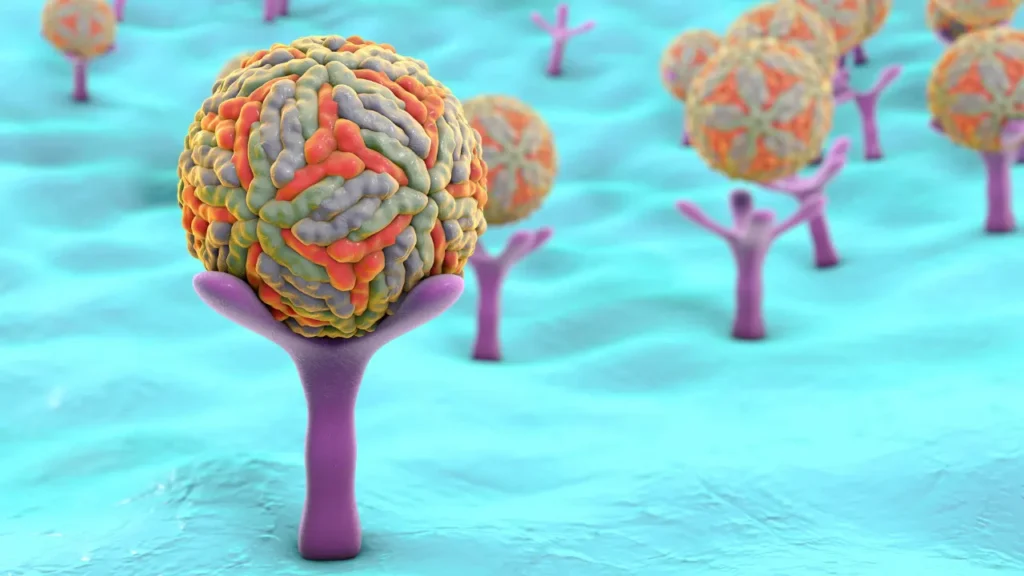 Structure of receptors. 