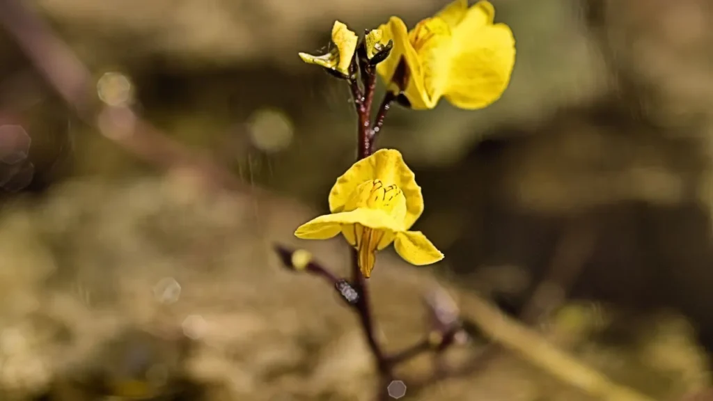 Bladderwort plant. 