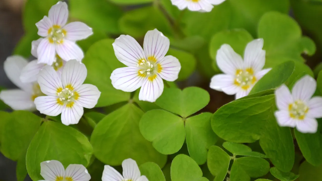 Wood Sorrel Benefits, Dosage, Side Effects, Drug Interactions, and