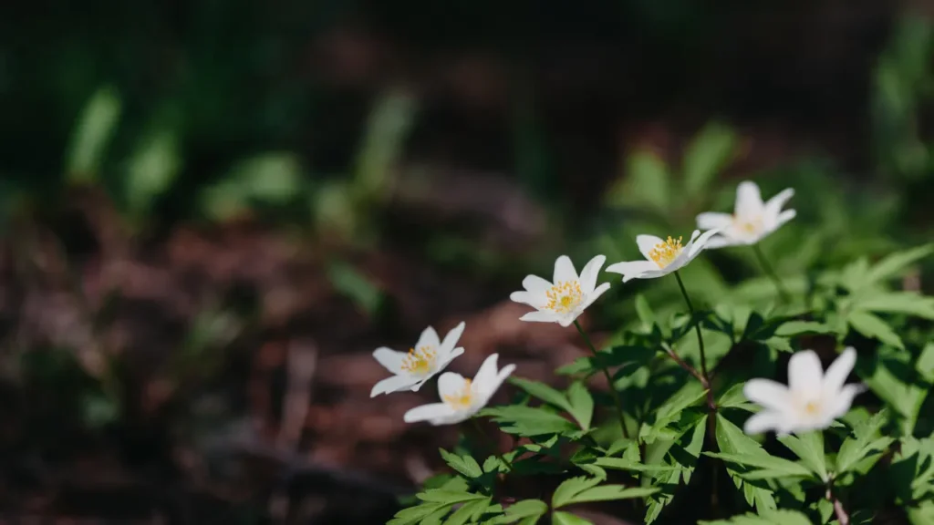 Wood Anemone is a perennial herbaceous plant.