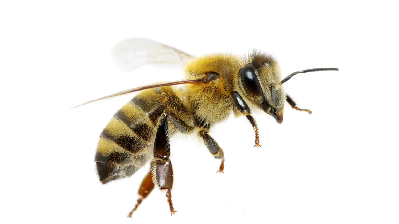 bee-venom-benefits-dosage-side-effects-drug-interactions-and-other