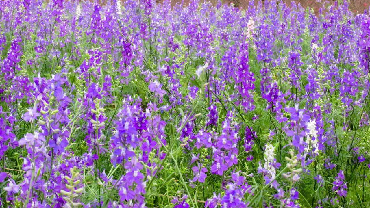 BAIKAL SKULLCAP: Benefits, Dosage, Side Effects, Drug Interactions, And ...