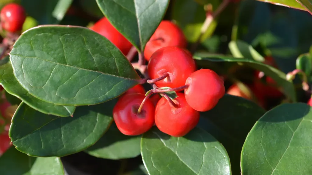 Wintergreen offers several benefits as a supplement.
