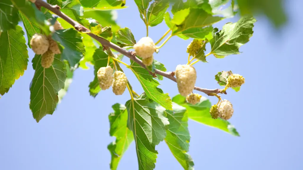 White Mulberry is good for health. 