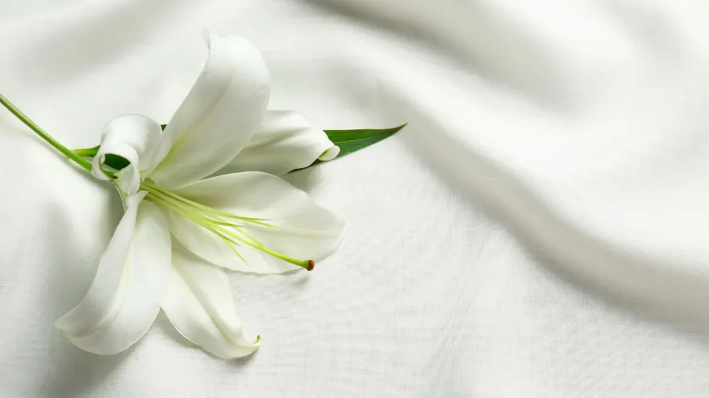 White Lily.