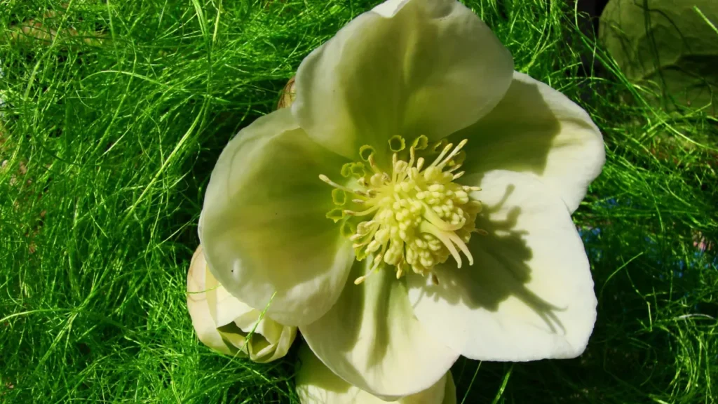 White Hellebore is known for being toxic.