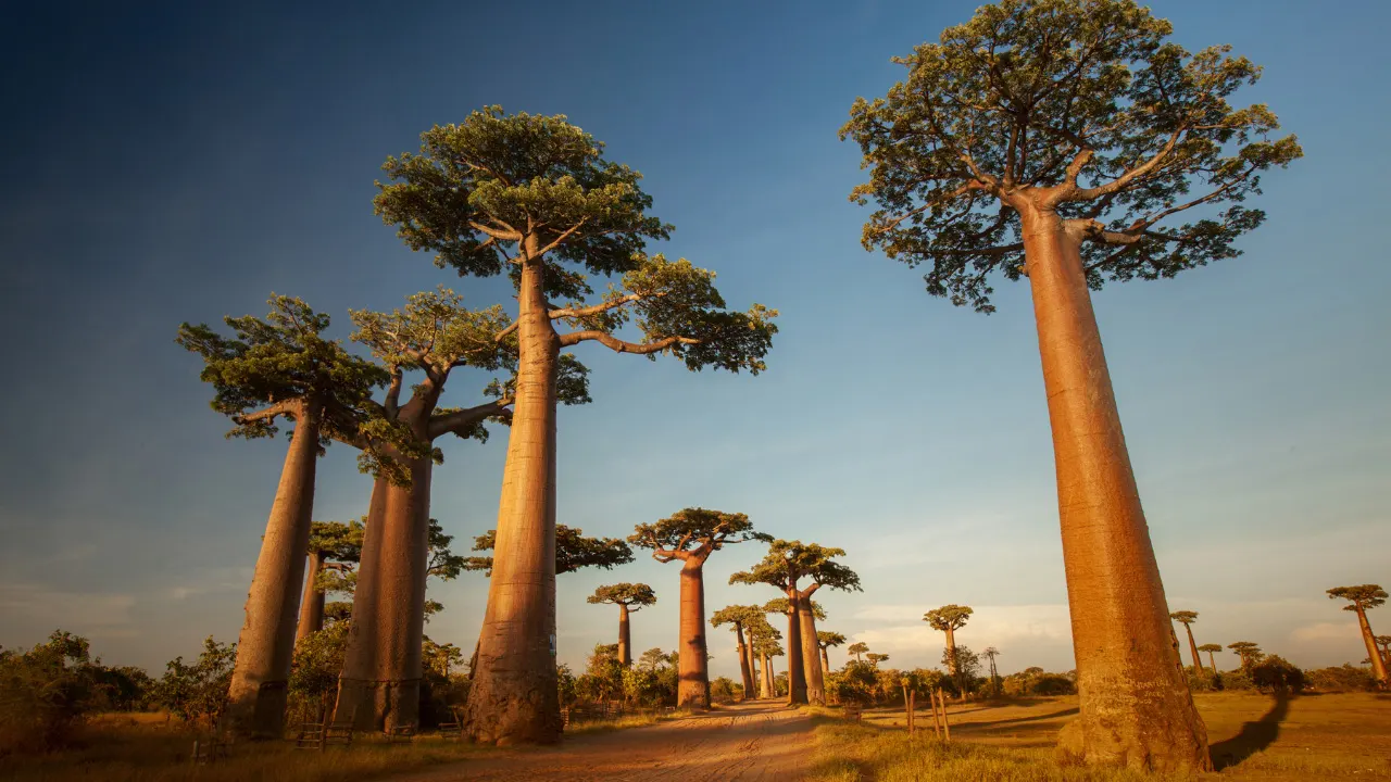 BAOBAB Benefits, Dosage, Side Effects, Drug Interactions, And Other