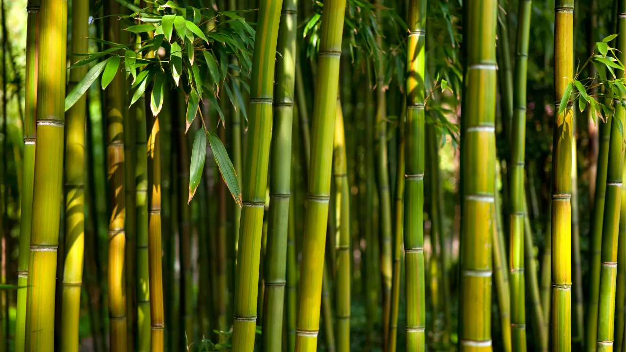 BAMBOO: Benefits, Dosage, Side Effects, Drug Interactions, And Other ...