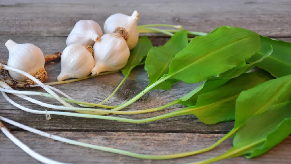Bear's garlic is believed to help with cardiovascular health.