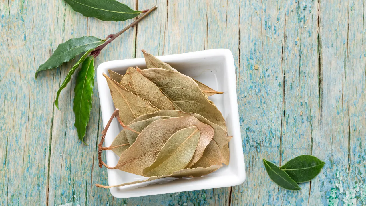 BAY LEAF Benefits, Dosage, Side Effects, Drug Interactions, and Other