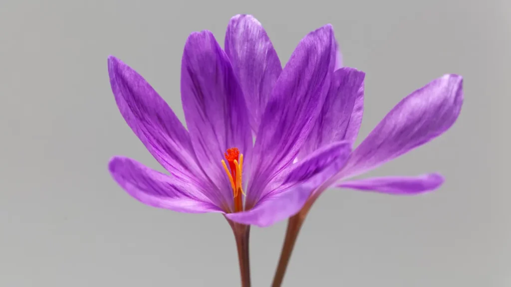 AUTUMN CROCUS is a flowering plant. 