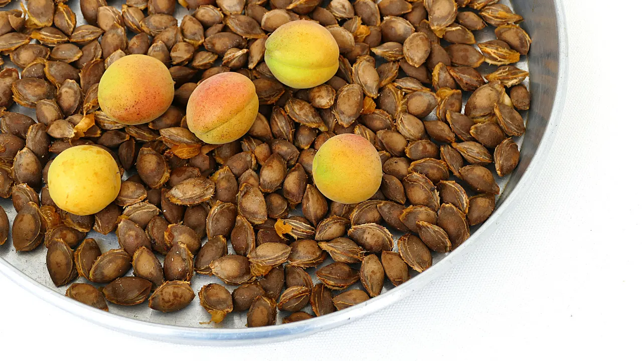 Apricot Kernel Benefits, Dosage, Side Effects, Drug Interactions, And