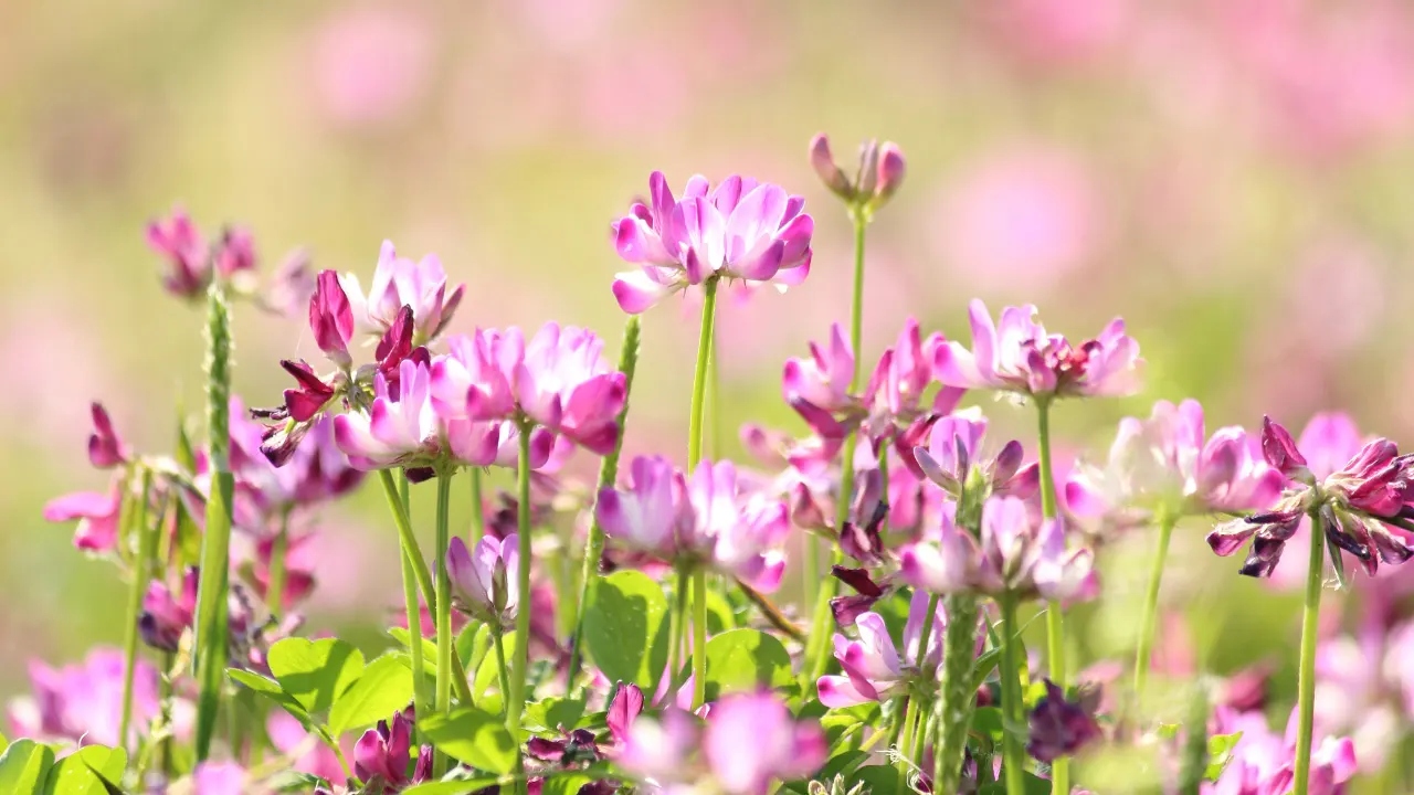 Astragalus Benefits, Dosage, Side Effects, Drug Interactions, And