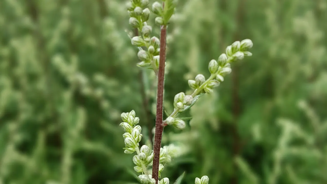 Artemisia HerbaAlba Benefits, Dosage, Side Effects, Drug Interactions, And Other Important